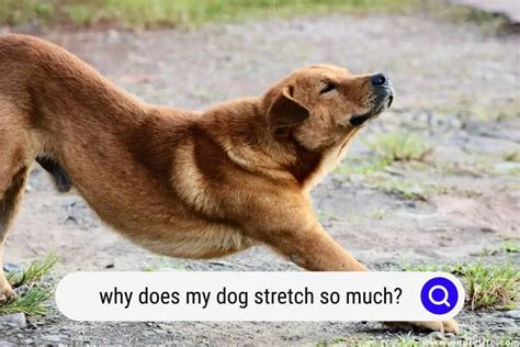 why does my dog stretch when he sees me: Exploring the Intricacies of Canine Behavior and Bonding